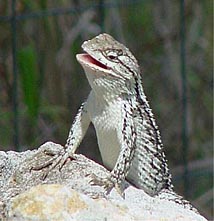 Texaspinylizard.jpg